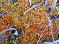 Sphagnum tenellum
