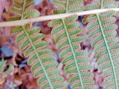 Oreopteris limbosperma