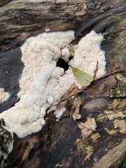 Fuligo septica candida