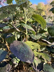 Viburnum lantanoides