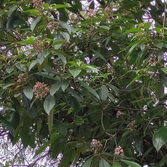 Miconia xalapensis