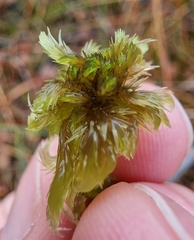 Sphagnum cuspidatum