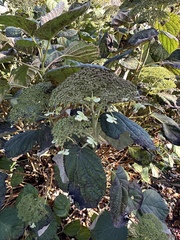 Viburnum lantanoides