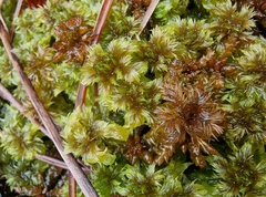 Sphagnum cuspidatum