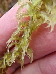 Sphagnum cuspidatum