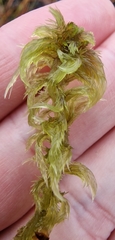 Sphagnum cuspidatum