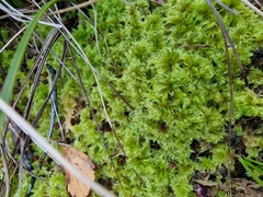 Sphagnum cuspidatum
