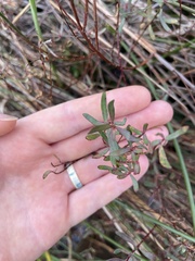 Hypericum hypericoides