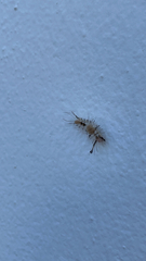 Dasychira meridionalis