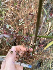 Hypericum hypericoides