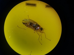 Elaphropeza ephippiata