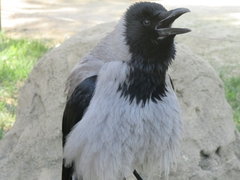 Corvus cornix