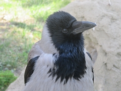 Corvus cornix