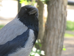 Corvus cornix