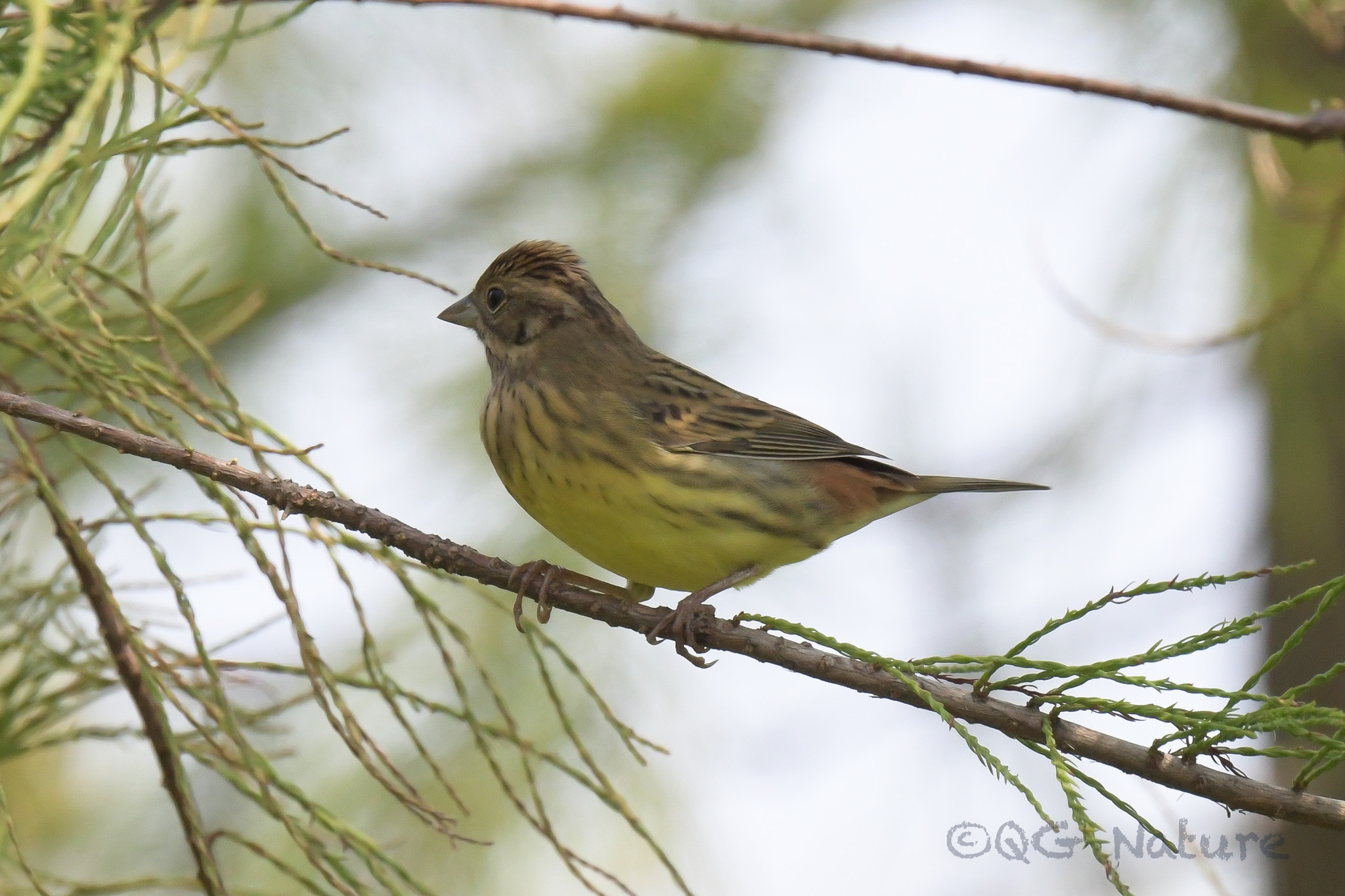 Chestnut Bunting