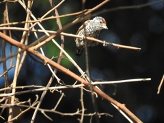Picumnus albosquamatus
