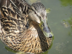 Anas platyrhynchos platyrhynchos