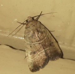 Elaphria fuscimacula