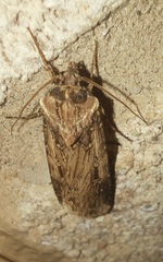 Feltia subterranea