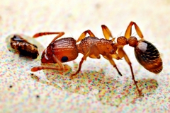 Tetramorium bicarinatum
