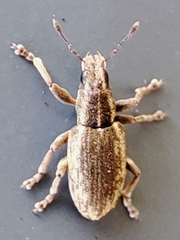 Sitona humeralis