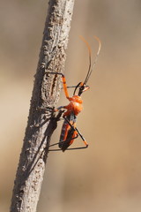 Poecilobdallus formosus