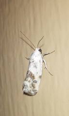 Ponometia candefacta