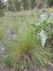 Festuca campestris