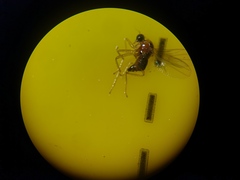 Elaphropeza ephippiata