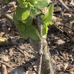 Commiphora glandulosa