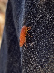 Gyponana gladia