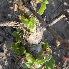 Commiphora glandulosa