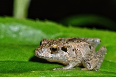 Ischnocnema izecksohni