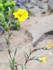 Oenothera coquimbensis
