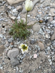 Papaver radicatum