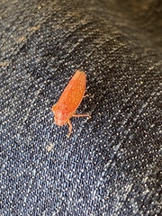 Gyponana gladia