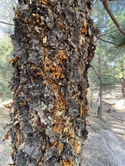 Arceuthobium vaginatum cryptopodum