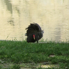 Gallinula chloropus chloropus
