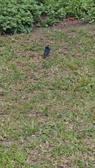Melaenornis pammelaina