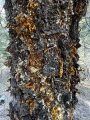 Arceuthobium vaginatum cryptopodum