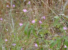 Agalinis fasciculata