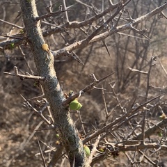 Commiphora glandulosa