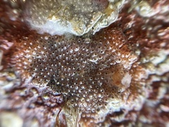 Cryptosula pallasiana