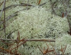 Cladonia subtenuis