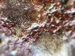 Cryptosula pallasiana