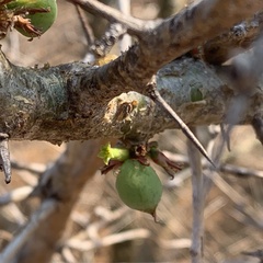 Commiphora glandulosa