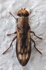 Opomyza