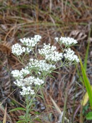 Eupatorium mohrii