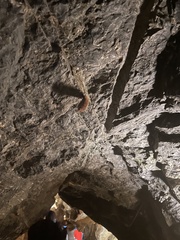 Perimyotis subflavus