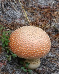 Amanita persicina